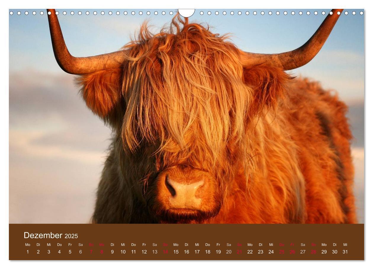 Bild: 9783435642625 | Schottische Hochlandrinder - Highland Cattle (Wandkalender 2025 DIN...