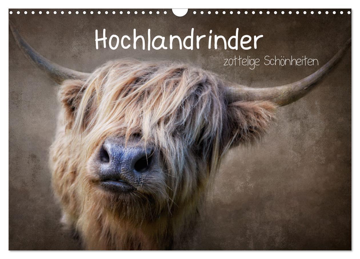 Cover: 9783435036943 | Hochlandrinder - Zottelige Schönheiten (Wandkalender 2025 DIN A3...