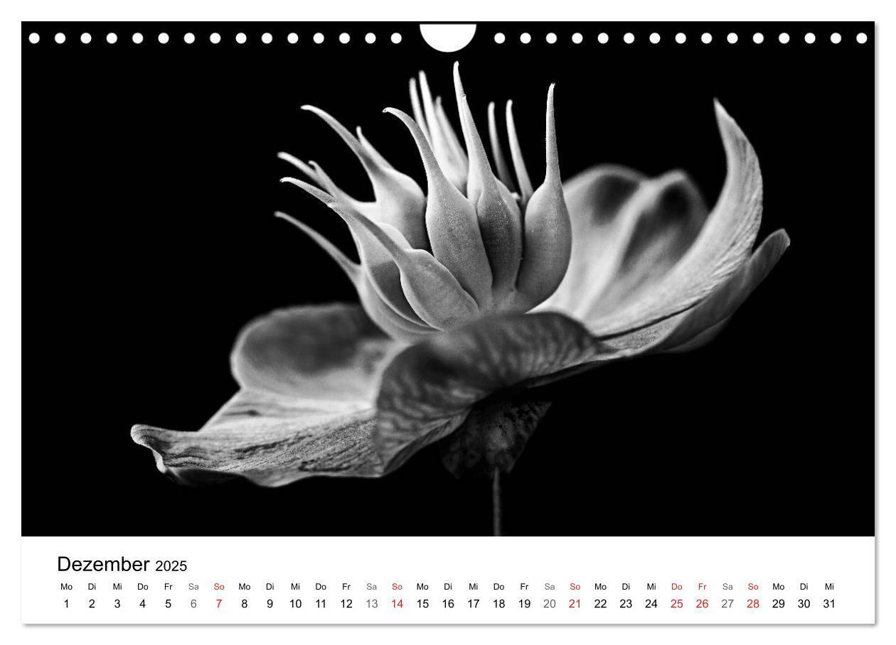 Bild: 9783435643356 | Blumen 2025, Schwarz-Weiß (Wandkalender 2025 DIN A4 quer), CALVENDO...