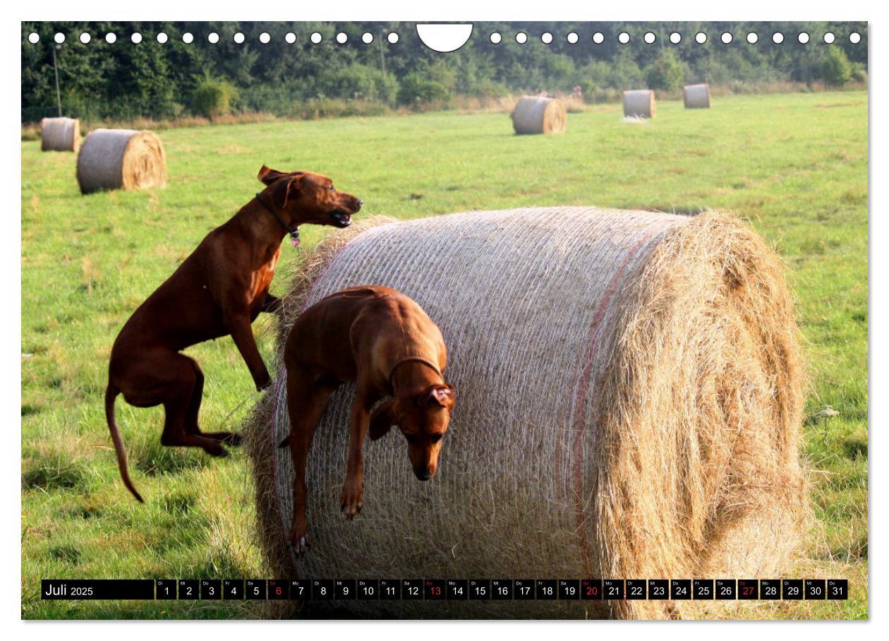 Bild: 9783435325160 | Rhodesian Ridgeback - Schnappschüsse - (Wandkalender 2025 DIN A4...