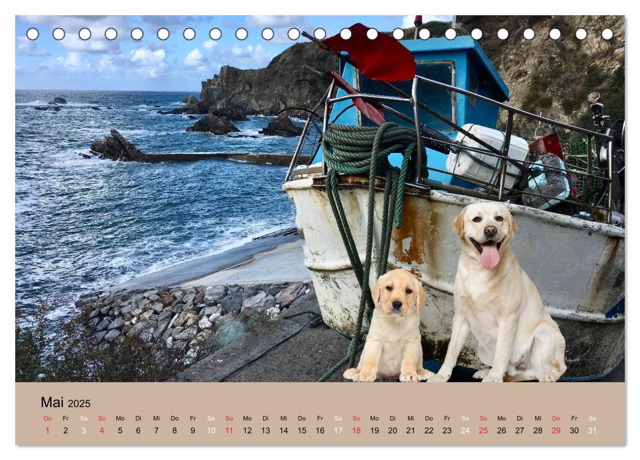 Bild: 9783435160242 | Labrador Retriever unsere Freunde (Tischkalender 2025 DIN A5 quer),...