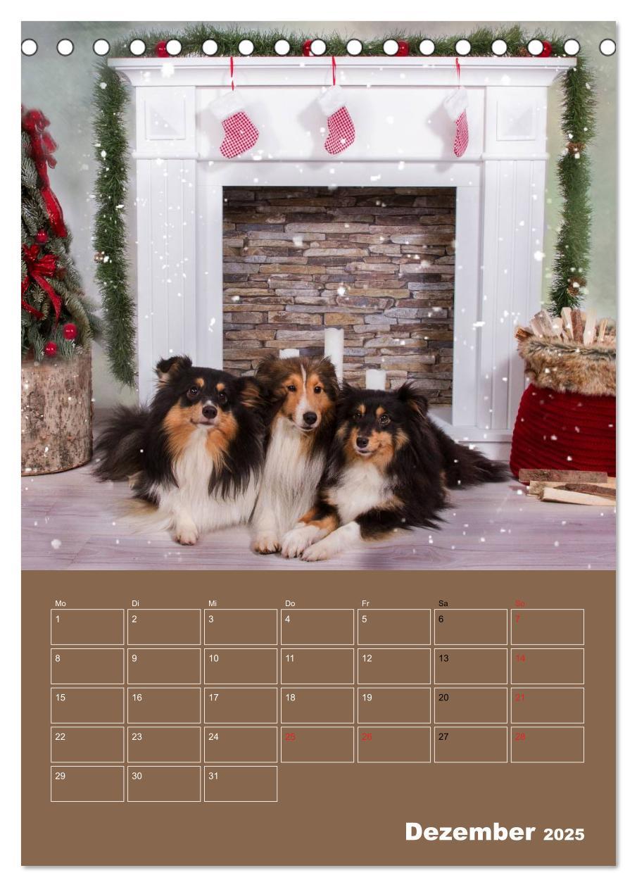 Bild: 9783457011997 | SHELTIES Herzensbrecher auf 4 Pfoten (Tischkalender 2025 DIN A5...