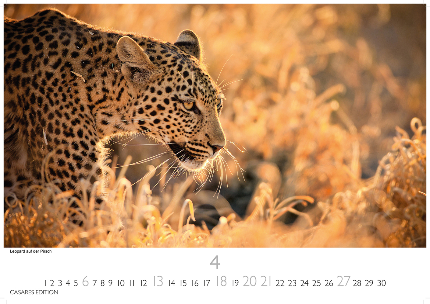 Bild: 9781835240502 | African Wildlife 2025 L 35x50cm | Kalender | 14 S. | Deutsch | 2025