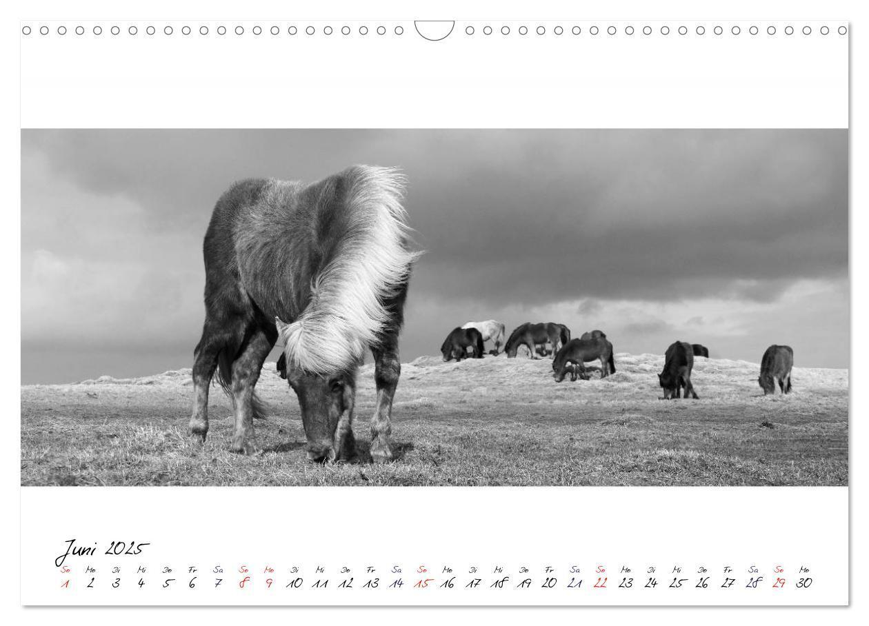 Bild: 9783435762798 | Islandpferde von Brimilsvellir (Wandkalender 2025 DIN A3 quer),...