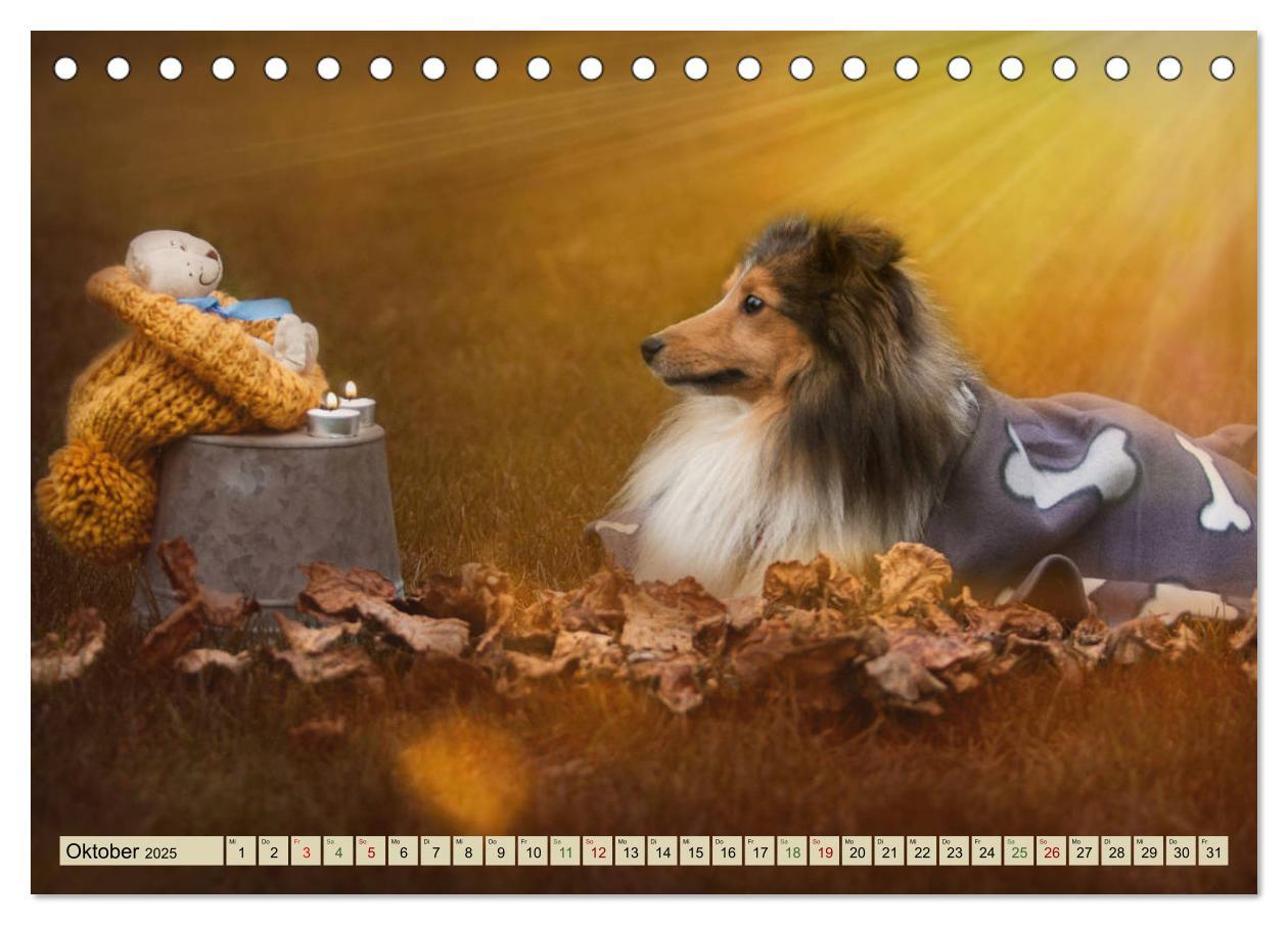 Bild: 9783435422678 | SHELTIES Liebe auf 4 Pfoten (Tischkalender 2025 DIN A5 quer),...