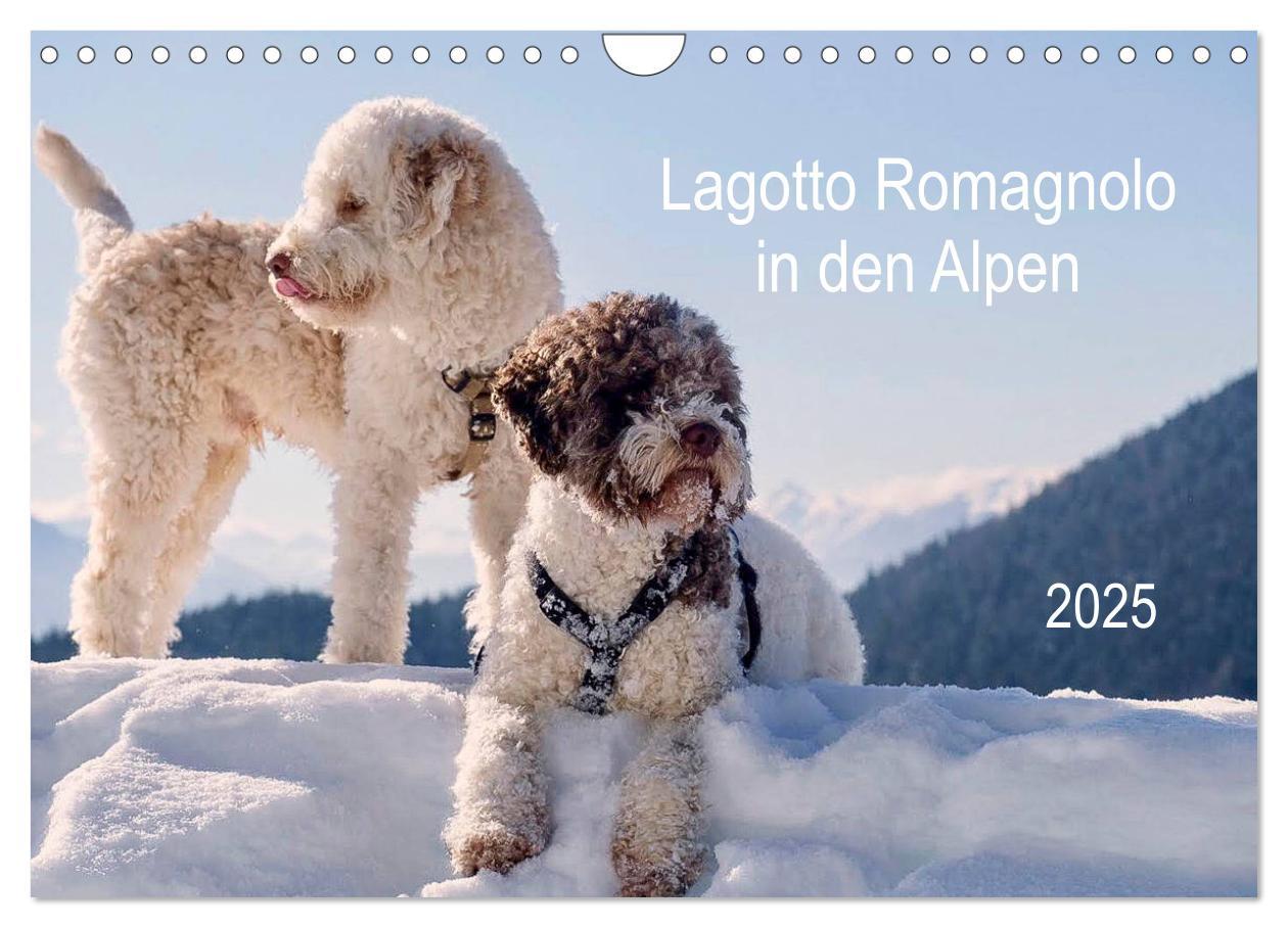 Cover: 9783435296095 | Lagotto Romagnolo in den Alpen 2025 (Wandkalender 2025 DIN A4...