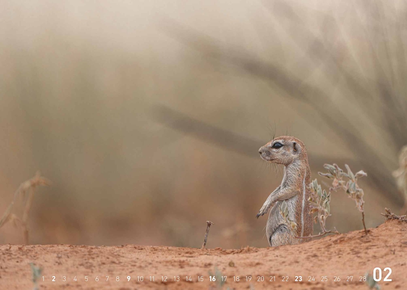 Bild: 4002725995445 | teNeues - Fabian Kahl: Safari im Herzen 2025 Wandkalender, 70x50cm,...