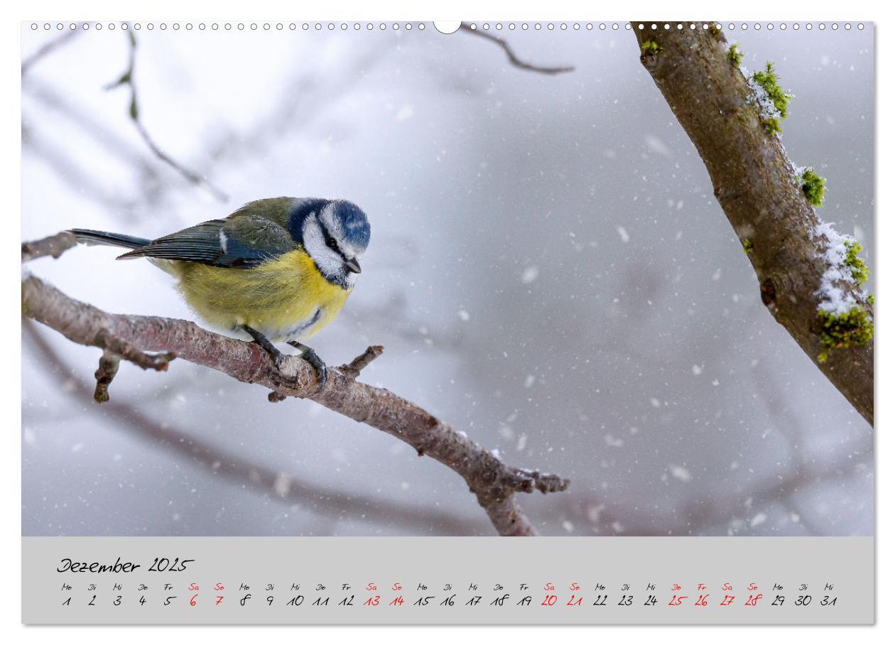 Bild: 9783435059508 | Bunte Vögel am Futterplatz (hochwertiger Premium Wandkalender 2025...