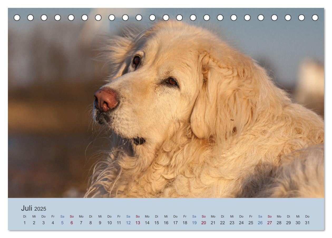 Bild: 9783435045419 | Kaukasischer Owtscharka (Tischkalender 2025 DIN A5 quer), CALVENDO...