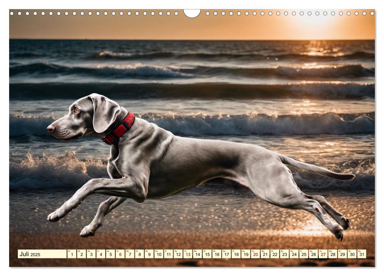 Bild: 9783435979288 | Weimaraner - der ideale Jagdbegleiter (Wandkalender 2025 DIN A3...