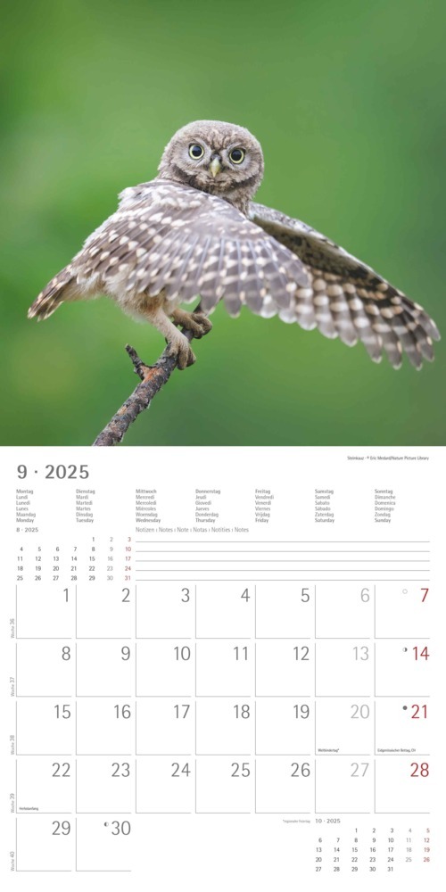 Bild: 4251732340735 | Alpha Edition - Eulen 2025 Broschürenkalender, 30x30cm,...