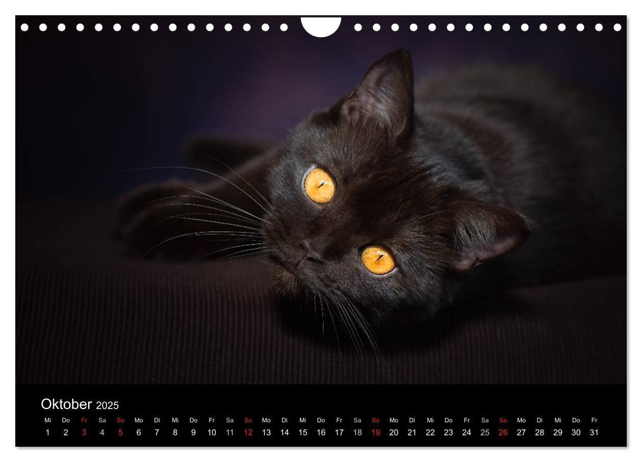 Bild: 9783435488506 | Schokoladige Britisch Kurzhaar Katzen (Wandkalender 2025 DIN A4...