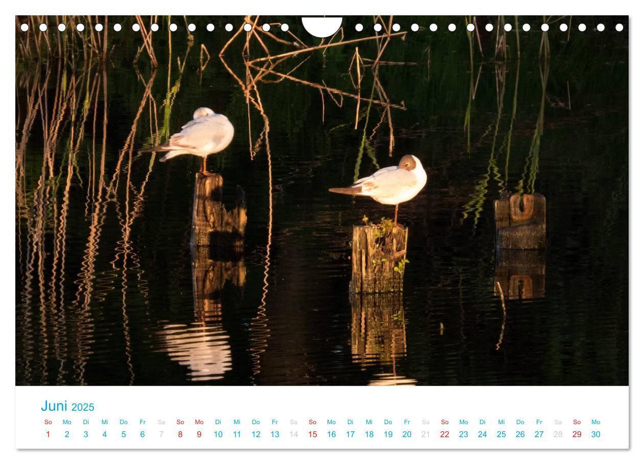 Bild: 9783435796151 | Der Darß Kalender (Wandkalender 2025 DIN A4 quer), CALVENDO...