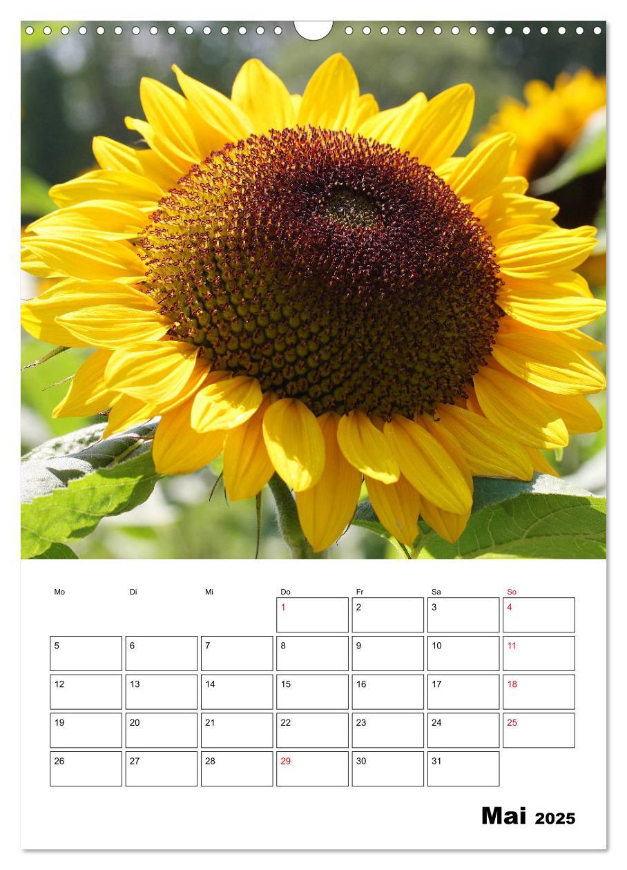 Bild: 9783435970483 | Leuchtende Sonnenblumen (Wandkalender 2025 DIN A3 hoch), CALVENDO...