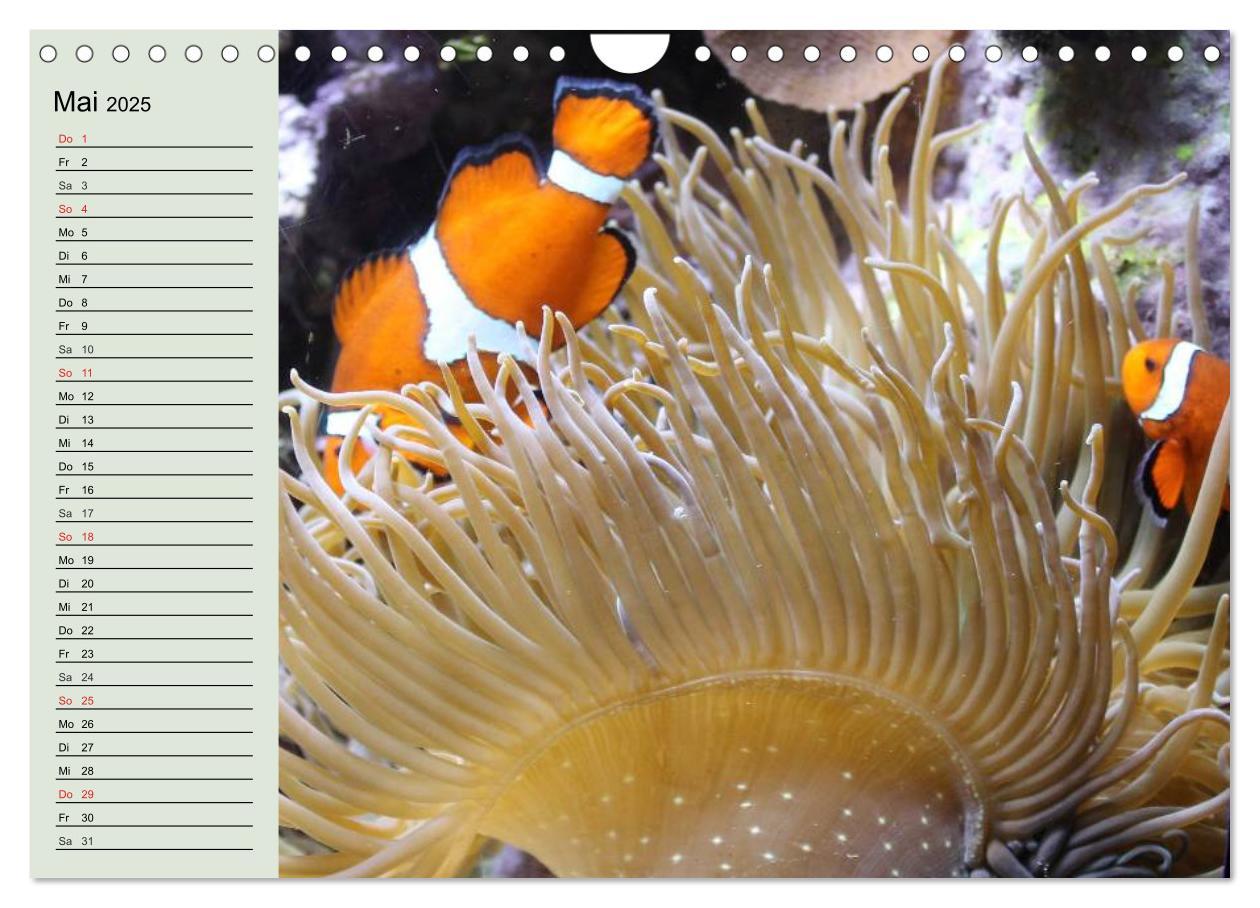 Bild: 9783435523788 | Die Welt der Riffe. Seesterne, Korallen, Anemonen (Wandkalender...