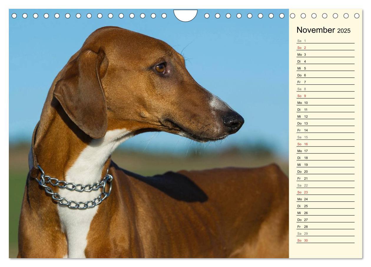 Bild: 9783435541652 | Windhund der Wüste - Der Azawakh (Wandkalender 2025 DIN A4 quer),...