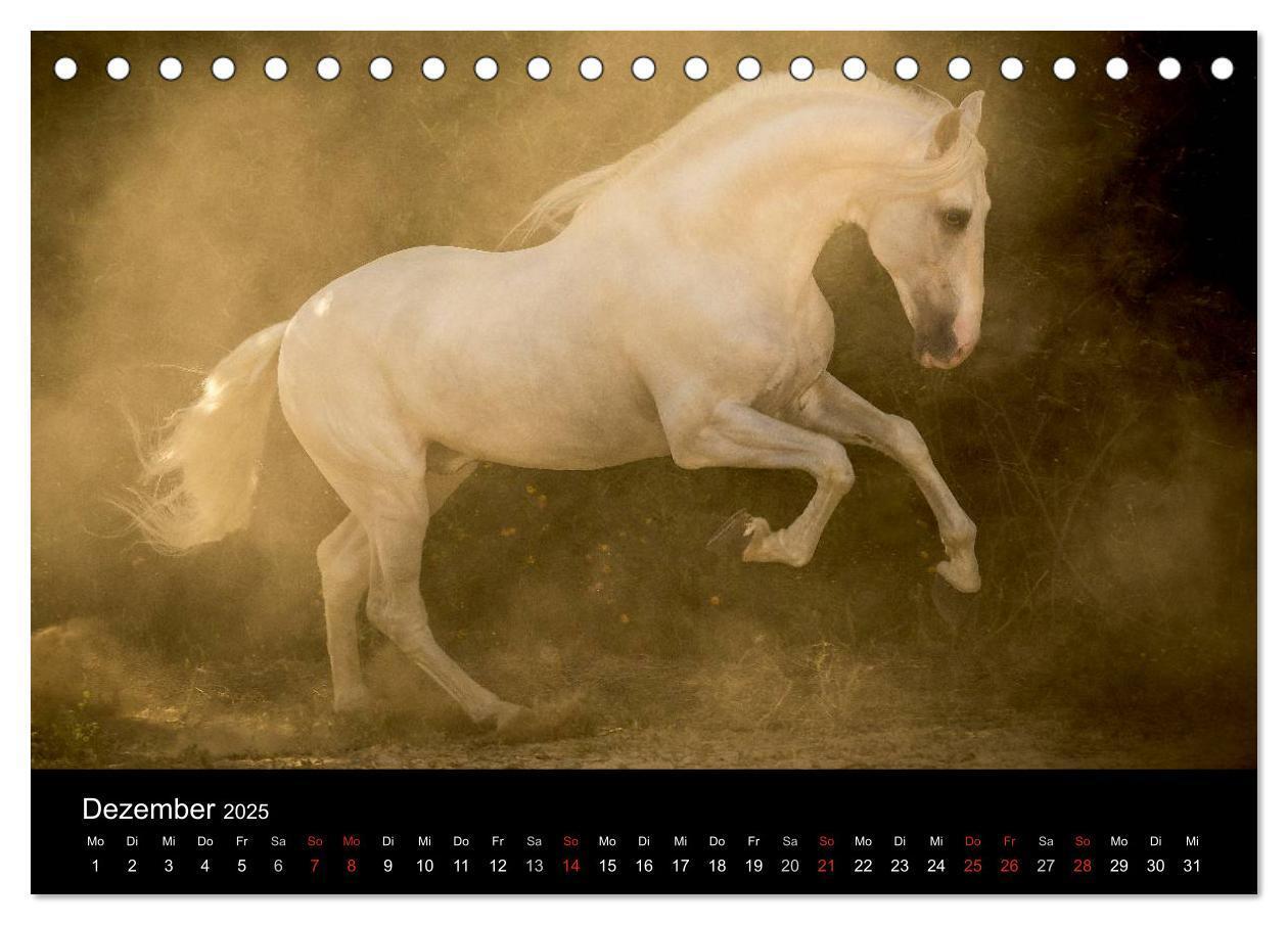 Bild: 9783435636907 | Spaniens stolze Pferde (Tischkalender 2025 DIN A5 quer), CALVENDO...