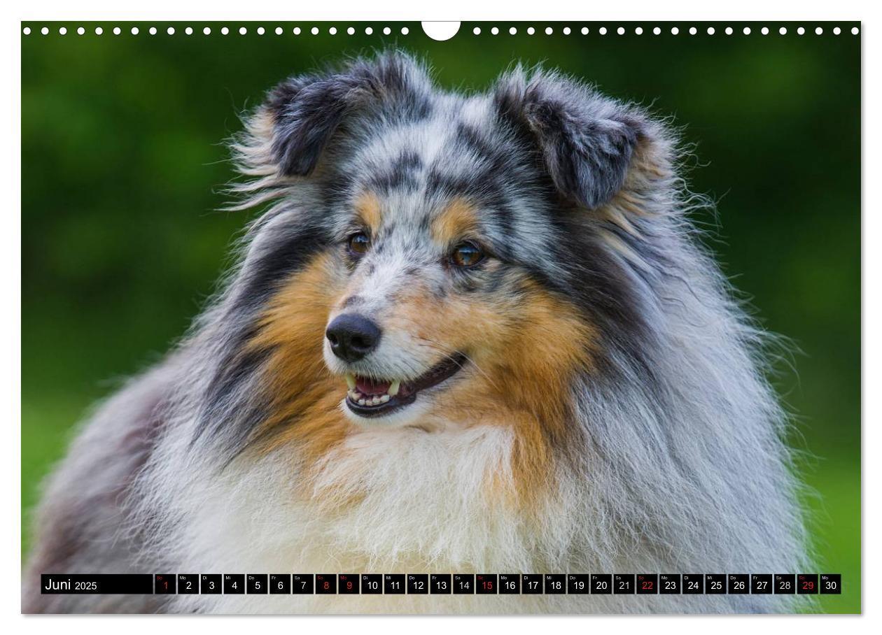 Bild: 9783435569564 | Traumhund Sheltie (Wandkalender 2025 DIN A3 quer), CALVENDO...