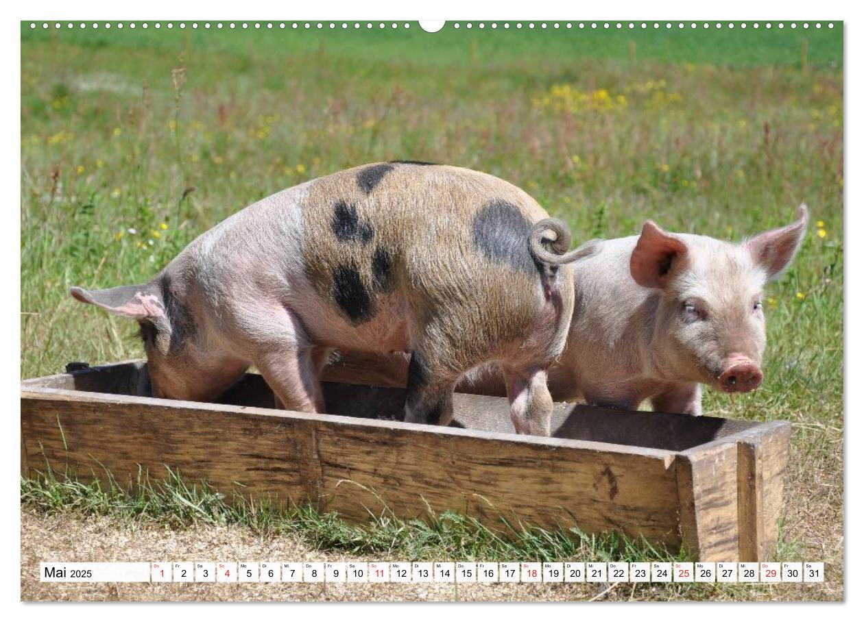 Bild: 9783435601400 | Von Säuen die Schwein haben! (Wandkalender 2025 DIN A2 quer),...