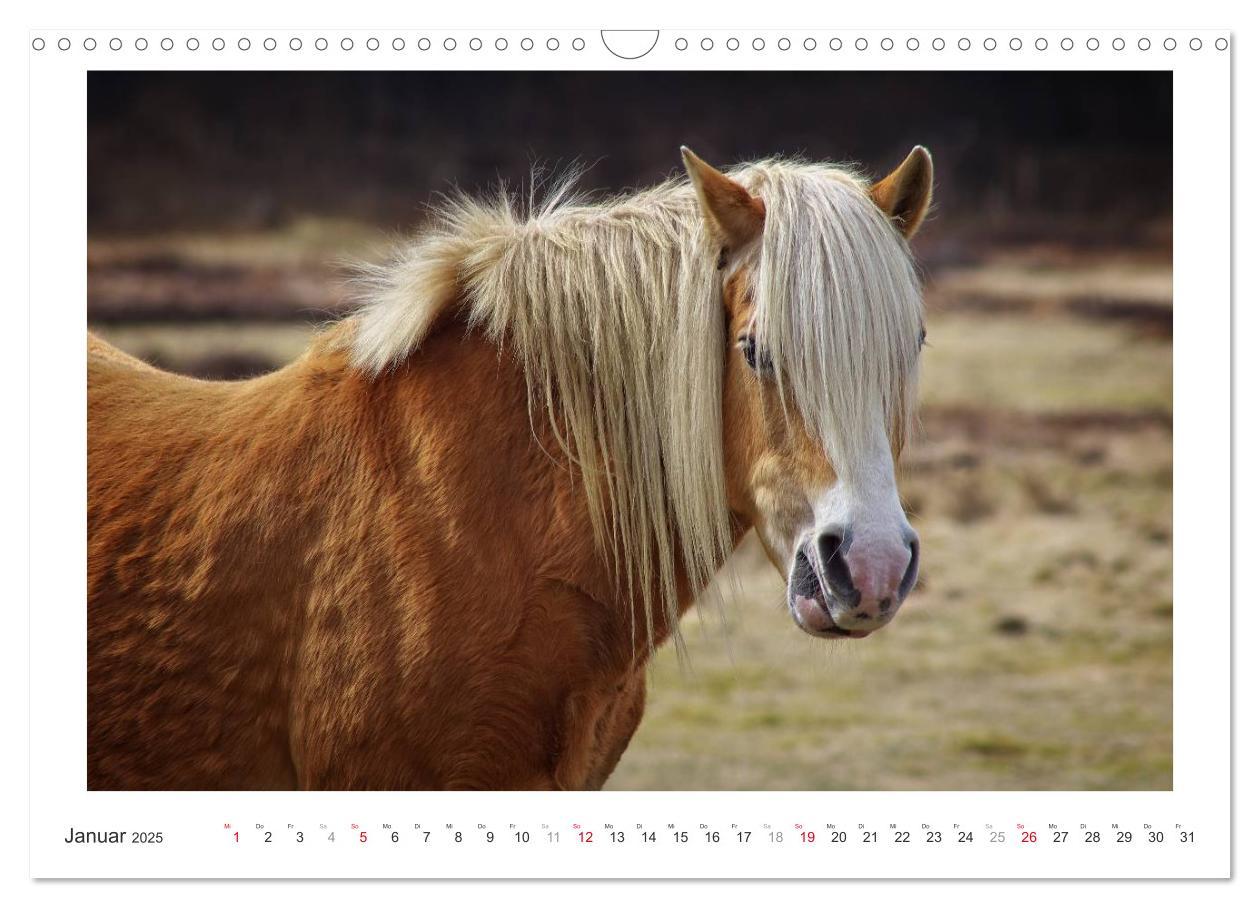 Bild: 9783435694525 | Der Pferdekalender (Wandkalender 2025 DIN A3 quer), CALVENDO...