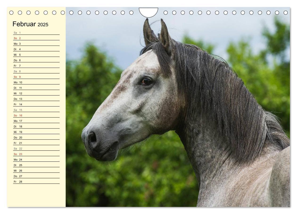 Bild: 9783435545544 | Traumpferd Lipizzaner (Wandkalender 2025 DIN A4 quer), CALVENDO...