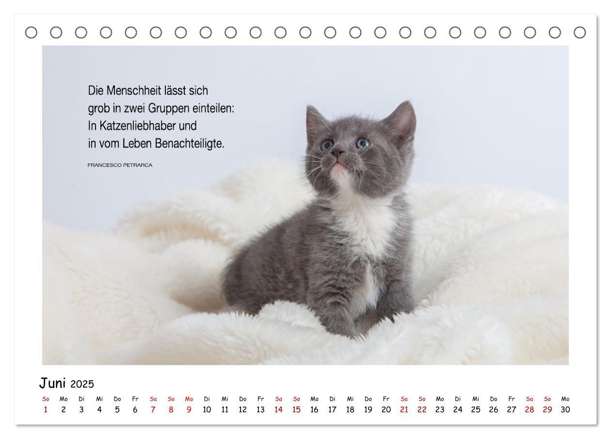 Bild: 9783435085538 | Kätzchen-Kalender mit Sprüchen (Tischkalender 2025 DIN A5 quer),...