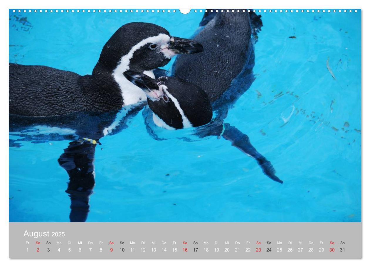 Bild: 9783435789603 | Pinguine 2025 (Wandkalender 2025 DIN A2 quer), CALVENDO Monatskalender