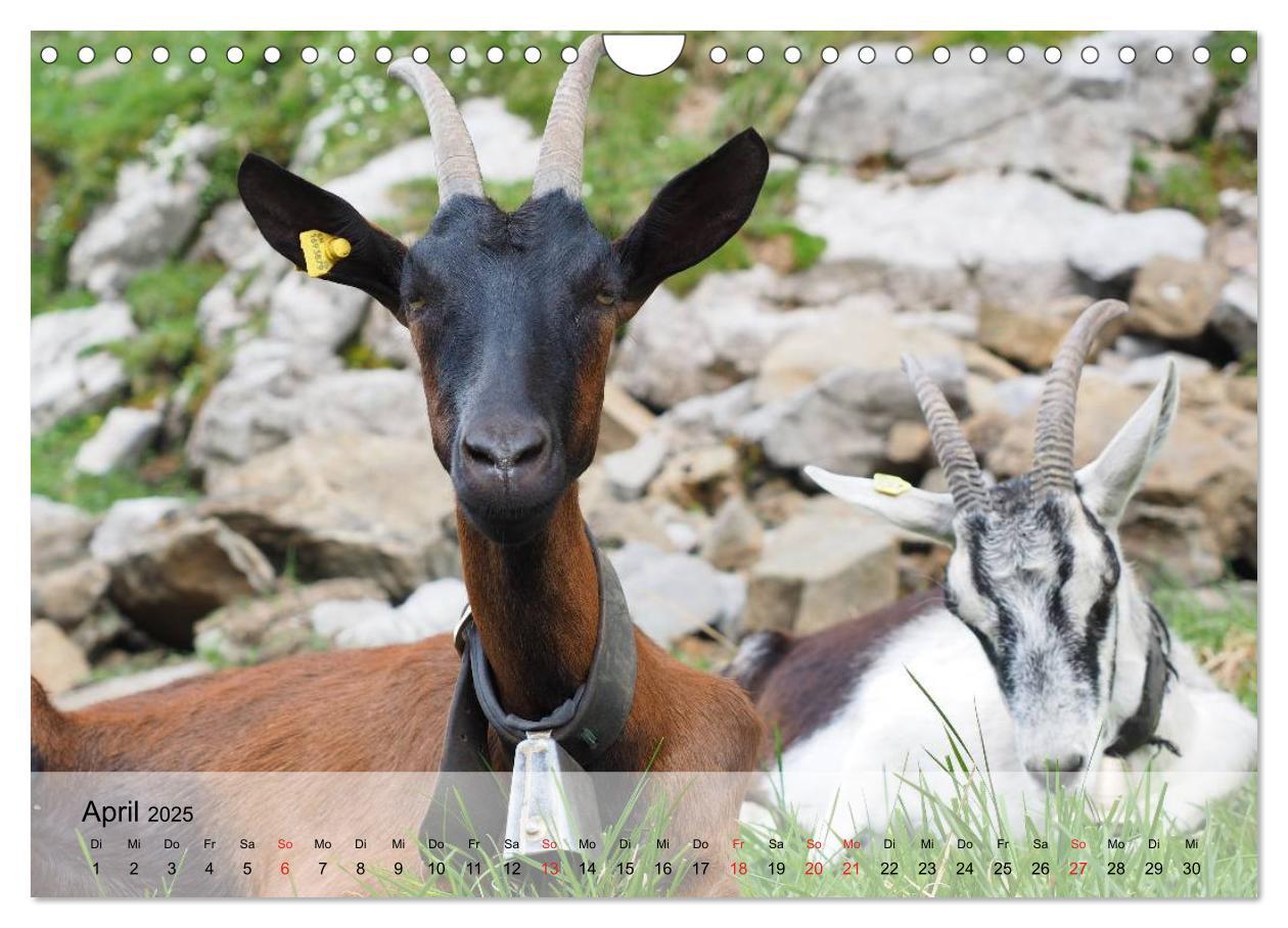 Bild: 9783435601271 | Ziegen. Kluge Freigeister (Wandkalender 2025 DIN A4 quer), CALVENDO...