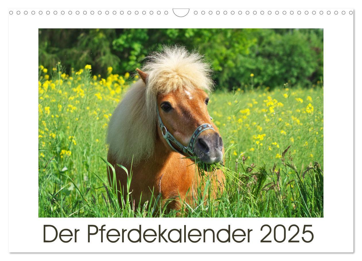 Cover: 9783435694525 | Der Pferdekalender (Wandkalender 2025 DIN A3 quer), CALVENDO...