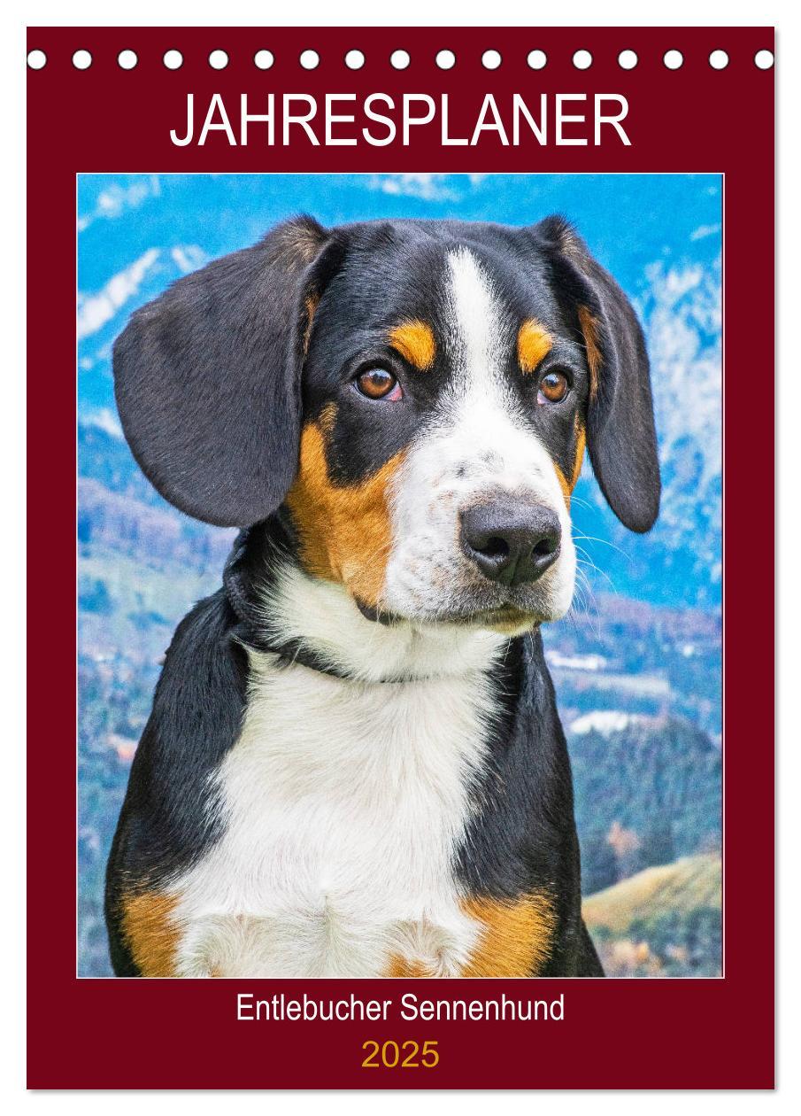 Cover: 9783435944408 | Jahresplaner Entlebucher Sennenhund (Tischkalender 2025 DIN A5...