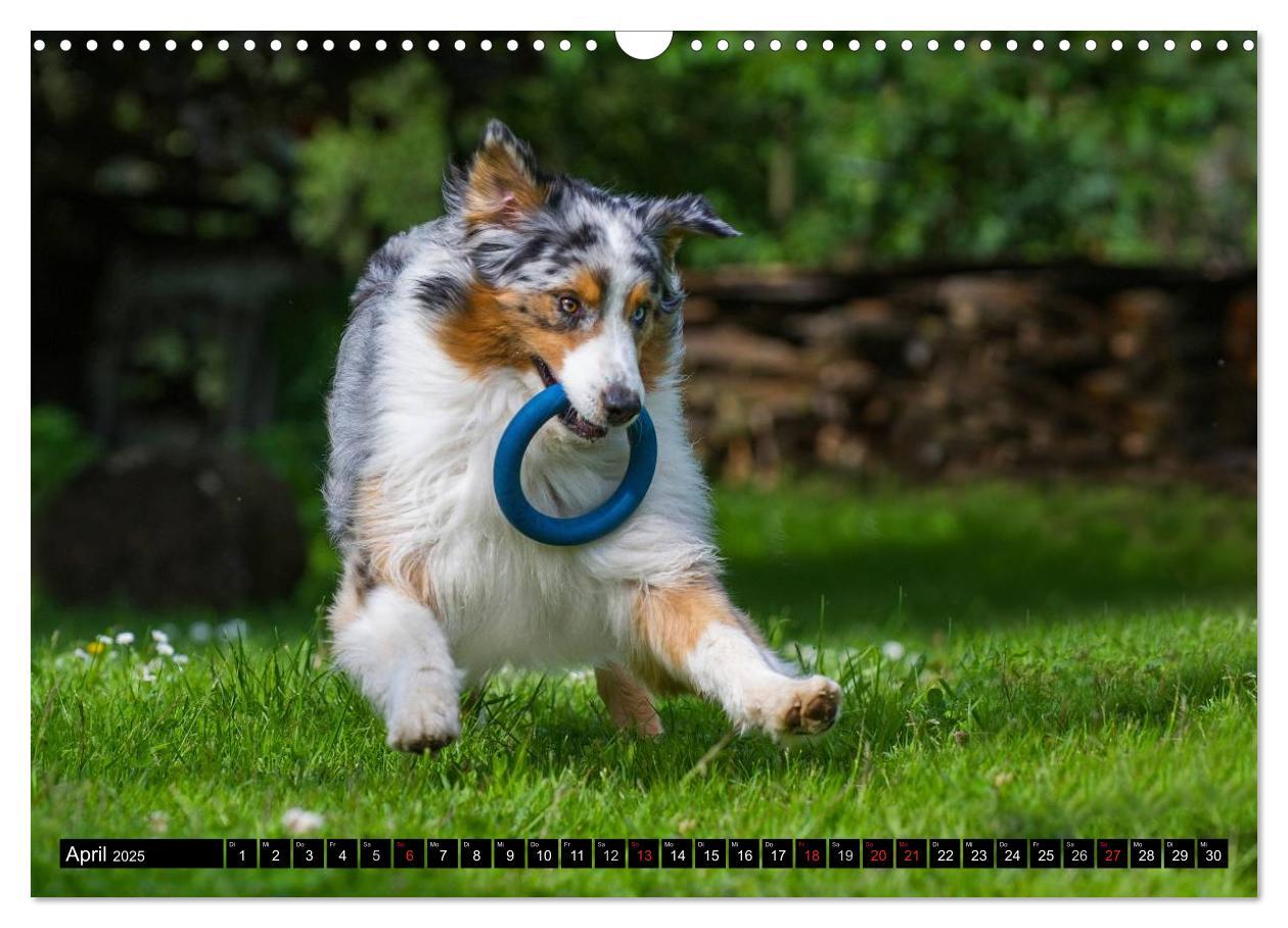 Bild: 9783435571130 | Bekannt wie ein bunter Hund. Australian Shepherd (Wandkalender 2025...