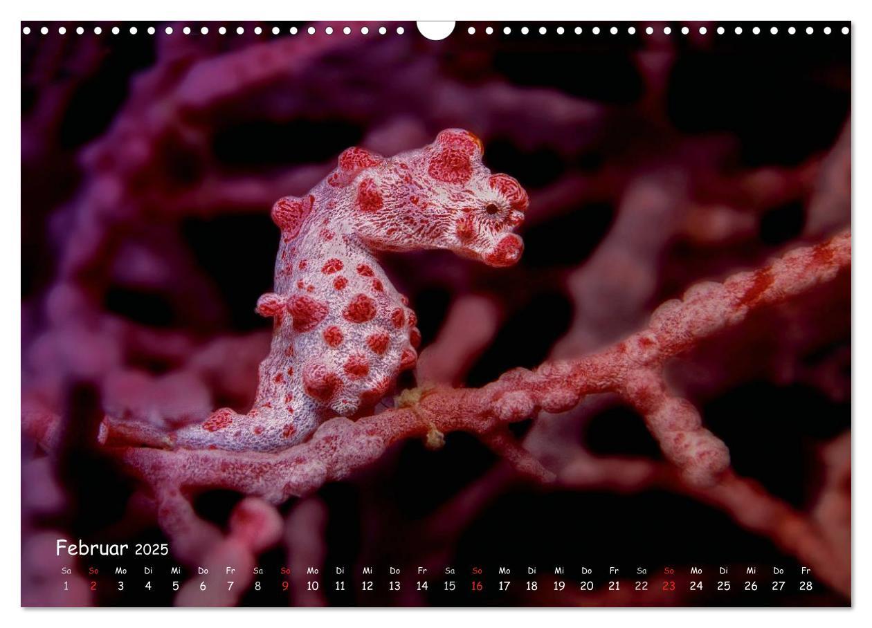 Bild: 9783435503797 | Hippocampus oder einfach nur Seepferdchen (Wandkalender 2025 DIN A3...