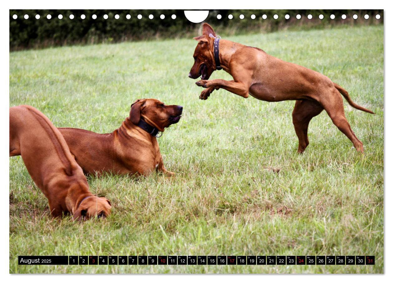 Bild: 9783435325160 | Rhodesian Ridgeback - Schnappschüsse - (Wandkalender 2025 DIN A4...