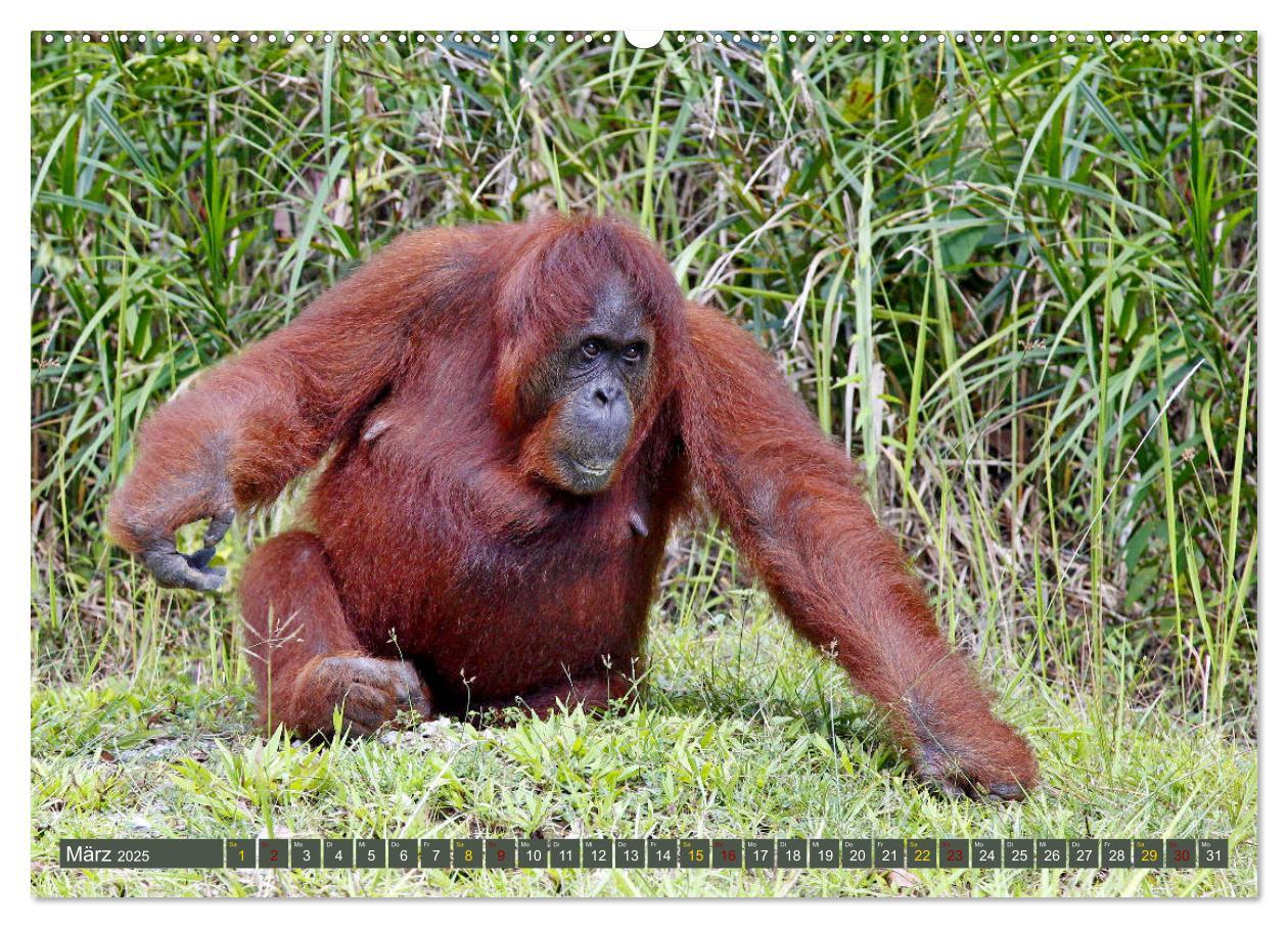 Bild: 9783435360383 | Waldmenschen - Orang Utans auf Borneo (Wandkalender 2025 DIN A2...