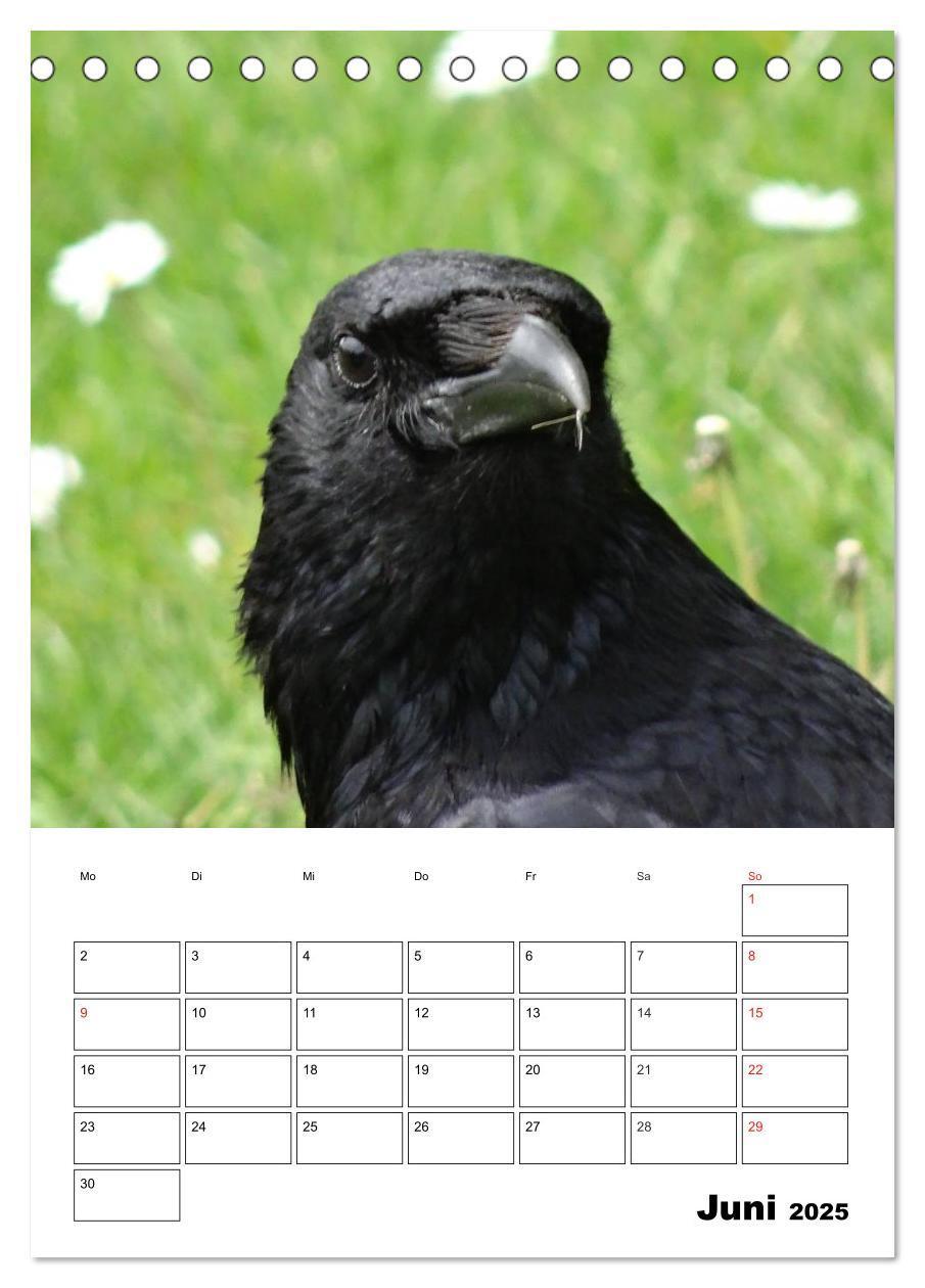 Bild: 9783457020074 | Rabenvögel Terminplaner (Tischkalender 2025 DIN A5 hoch), CALVENDO...