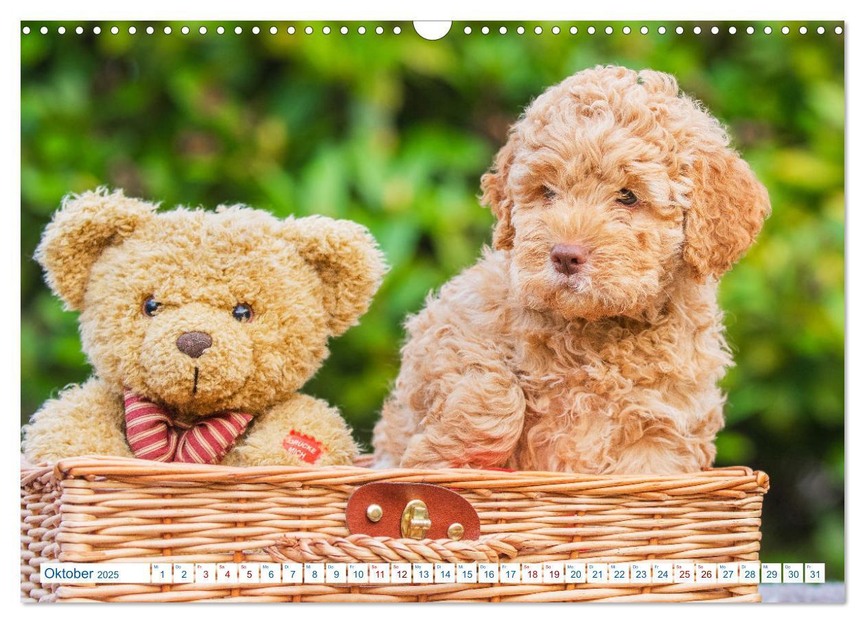 Bild: 9783435028313 | Lagotto Romagnolo - Bilder aus der Kinderstube (Wandkalender 2025...