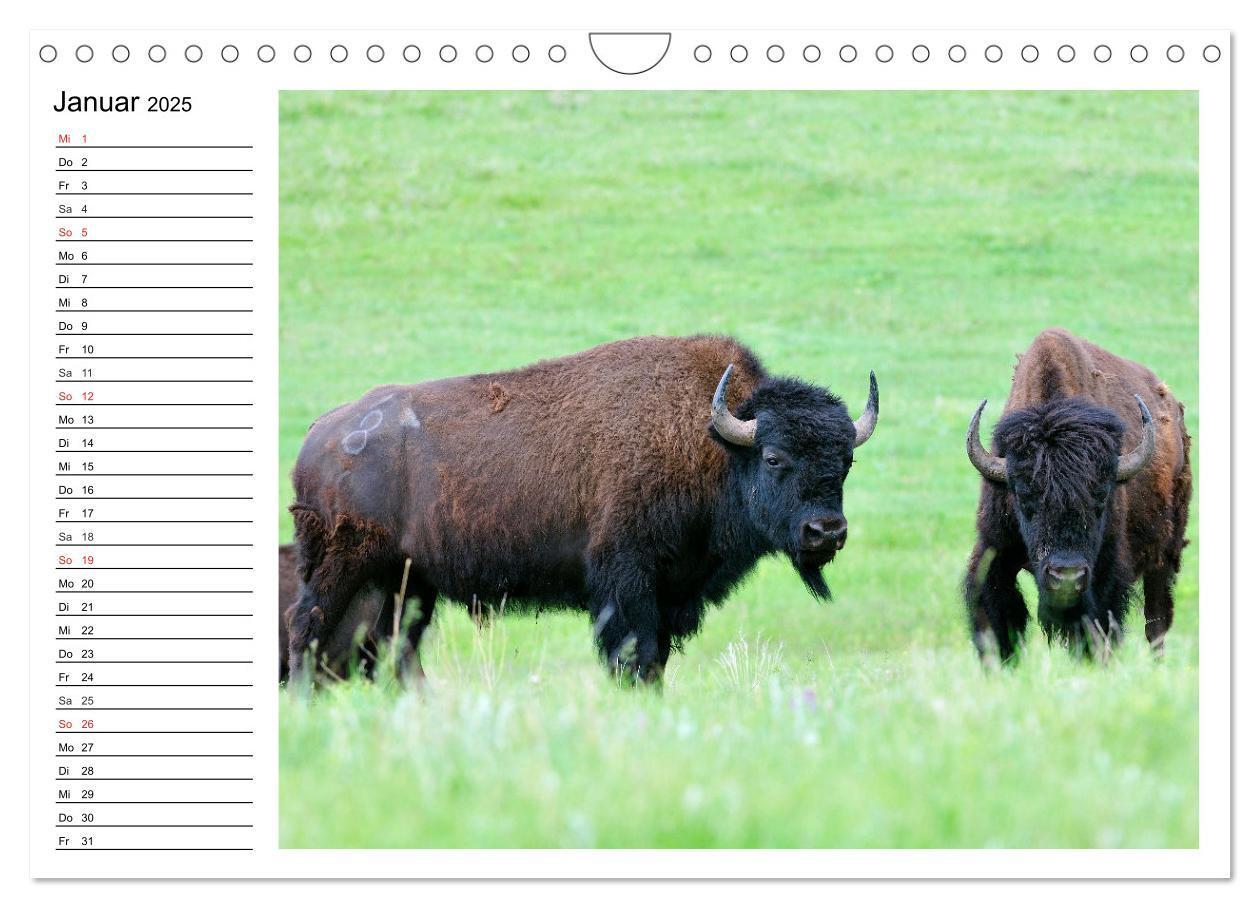 Bild: 9783435537174 | Der nordamerikanische Bison (Wandkalender 2025 DIN A4 quer),...