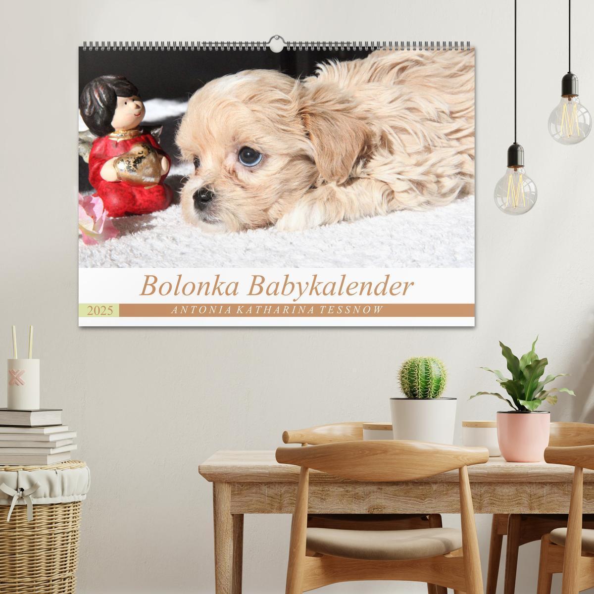 Bild: 9783435415342 | Bolonka Babykalender 2025 (Wandkalender 2025 DIN A2 quer), CALVENDO...