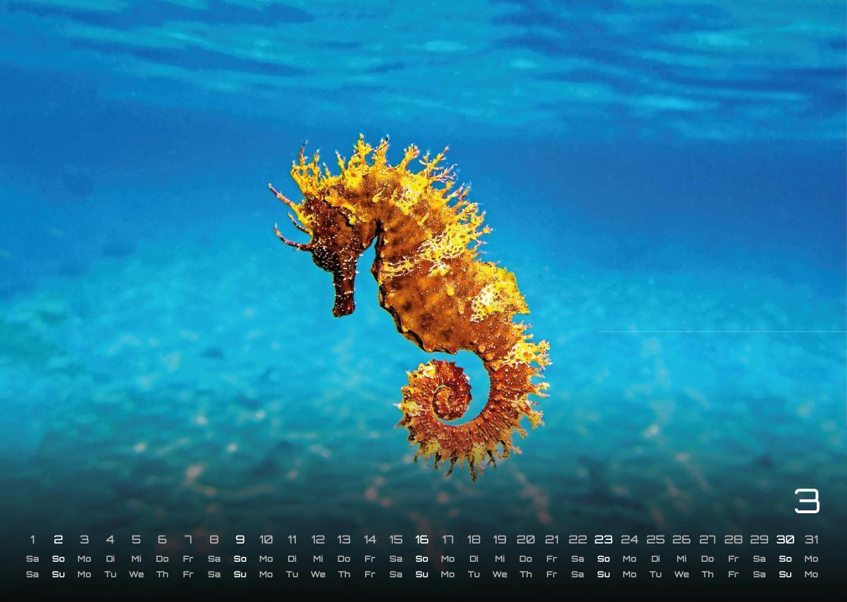 Bild: 9783986734305 | Sealife - verborgene Tiefen - 2025 - Kalender DIN A3 | GP-Fever.de