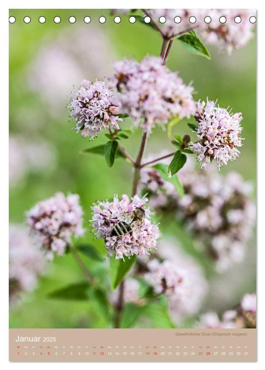 Bild: 9783457048917 | NOCH MEHR AUS DER SPEISEKAMMER NATUR (Tischkalender 2025 DIN A5...