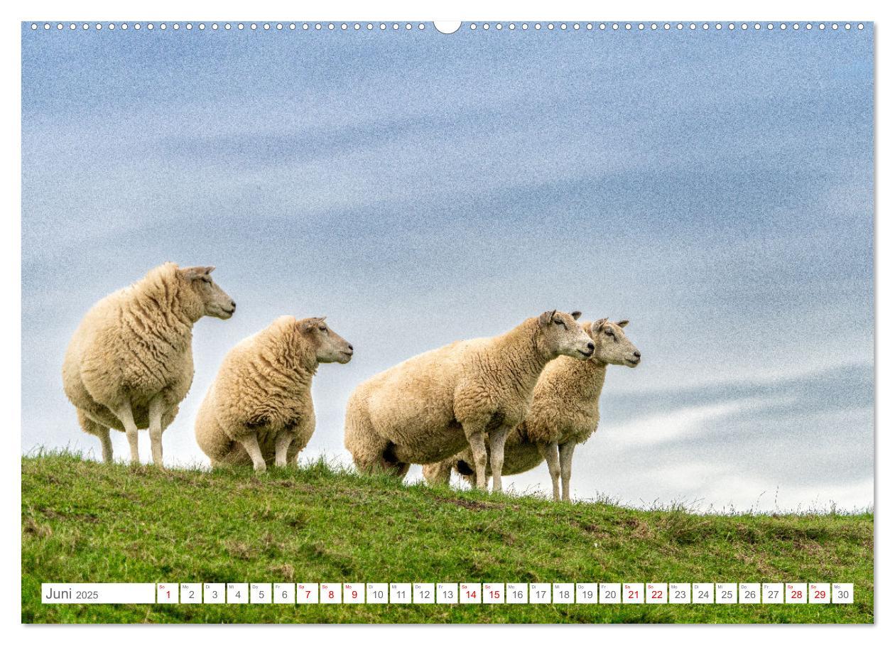 Bild: 9783383844560 | Naturerlebnis Rømø (Wandkalender 2025 DIN A2 quer), CALVENDO...