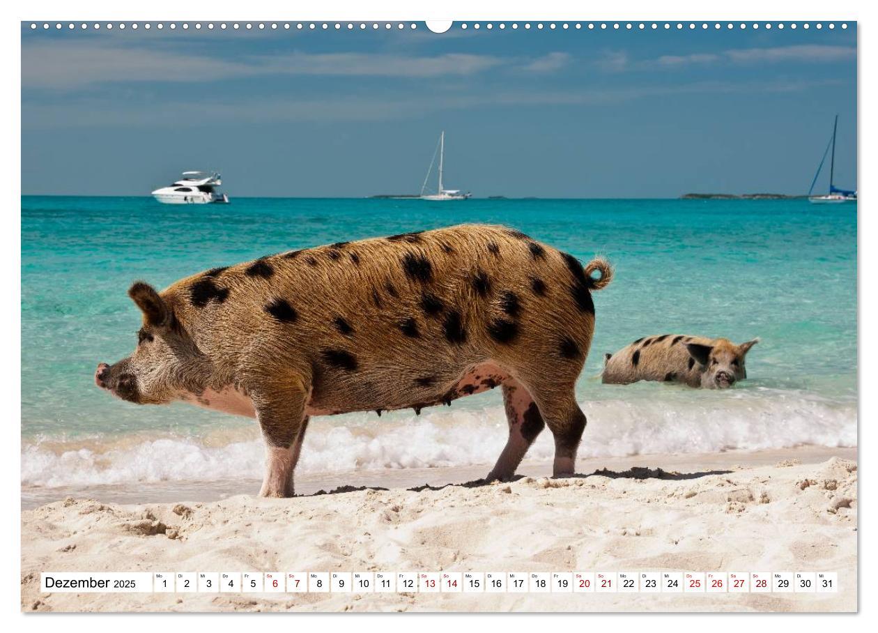 Bild: 9783435420759 | Schweine im Dauerurlaub auf den Bahamas! (Wandkalender 2025 DIN A2...