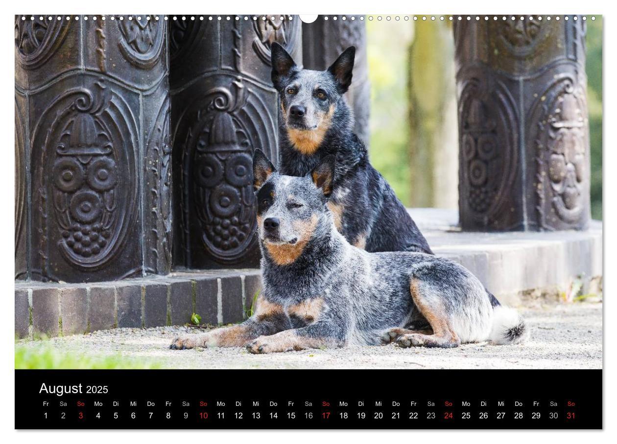 Bild: 9783435462902 | Australian Cattle Dogs zwischen Kunst und Kultur (Wandkalender 2025...