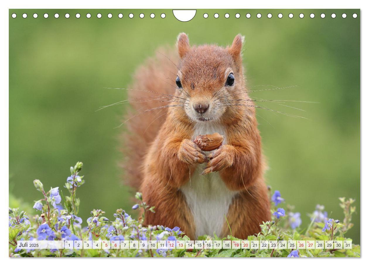 Bild: 9783435567027 | Besondere Augenblicke mit Eichhörnchen (Wandkalender 2025 DIN A4...