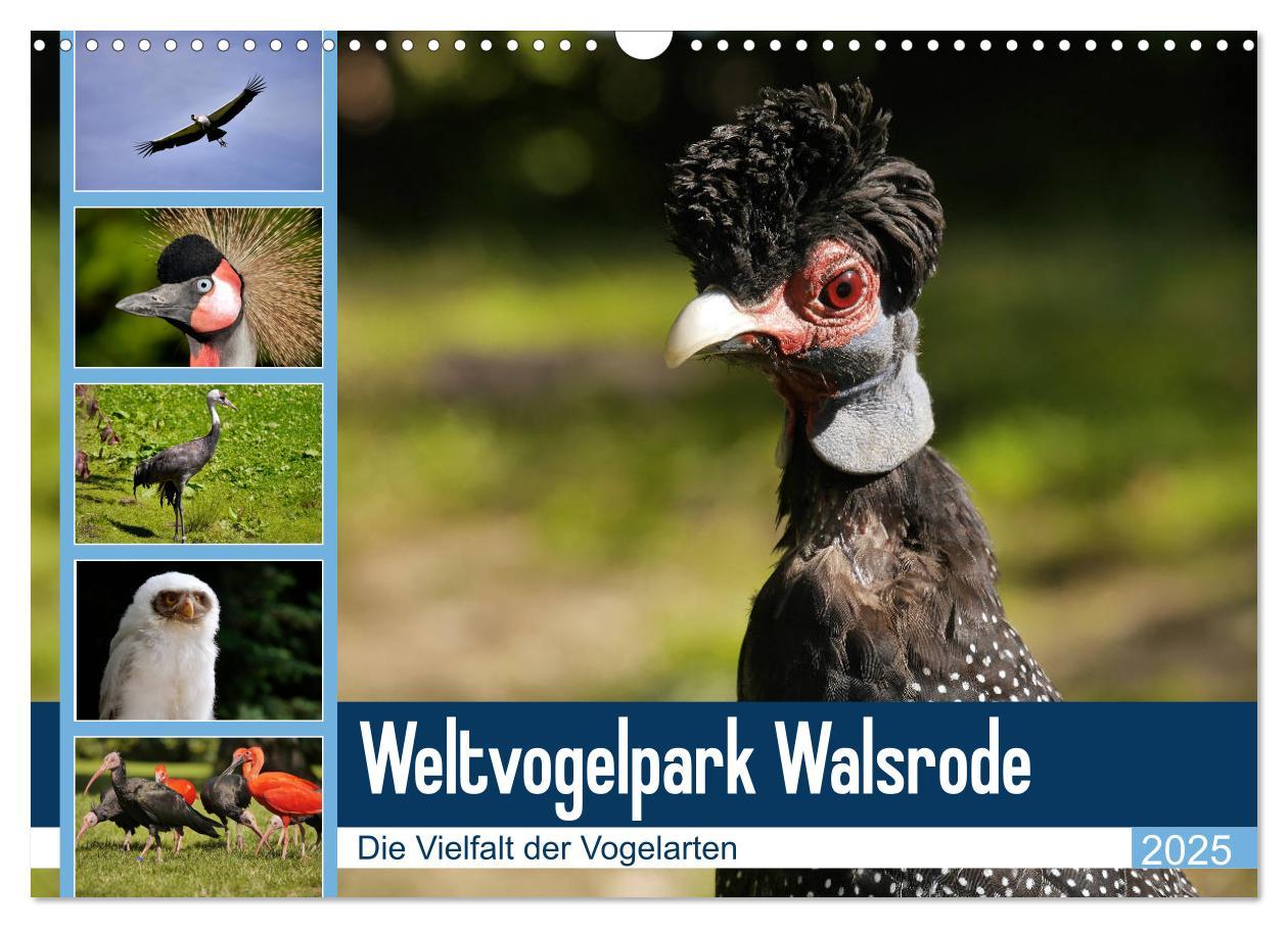 Cover: 9783435362141 | Weltvogelpark Walsrode - Die Vielfalt der Vogelarten (Wandkalender...