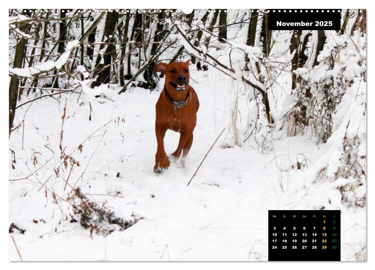 Bild: 9783383889677 | Rhodesian Ridgeback, Charmante Herzensbrecher (hochwertiger Premium...