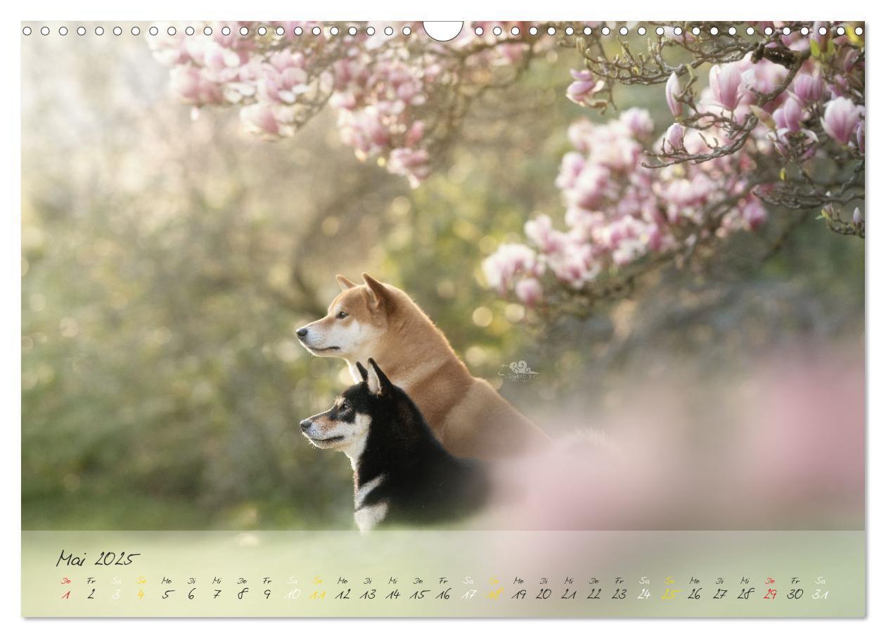 Bild: 9783435051502 | Shiba Inu - mutig, treu, selbstbewusst (Wandkalender 2025 DIN A3...