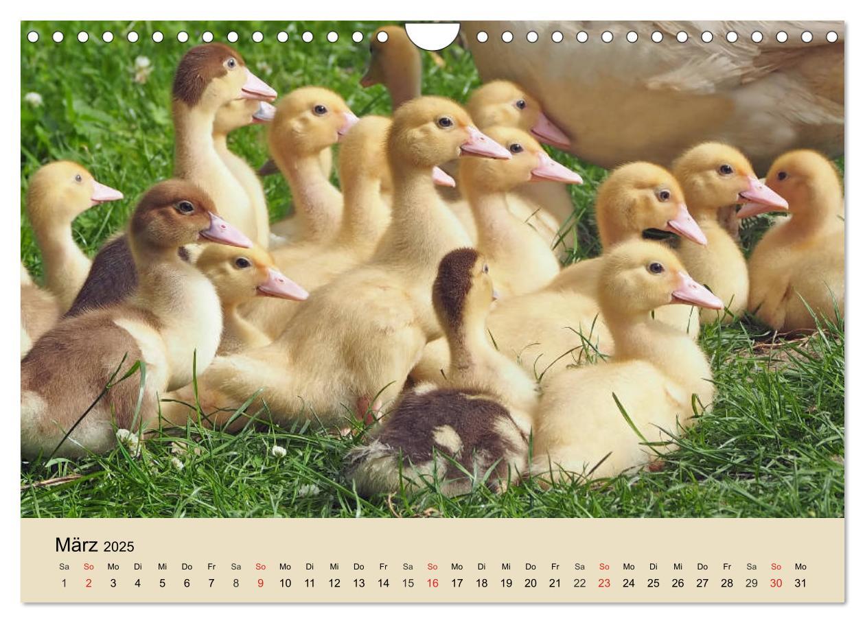 Bild: 9783435316755 | Gänse. Von wegen dumme Gans! (Wandkalender 2025 DIN A4 quer),...