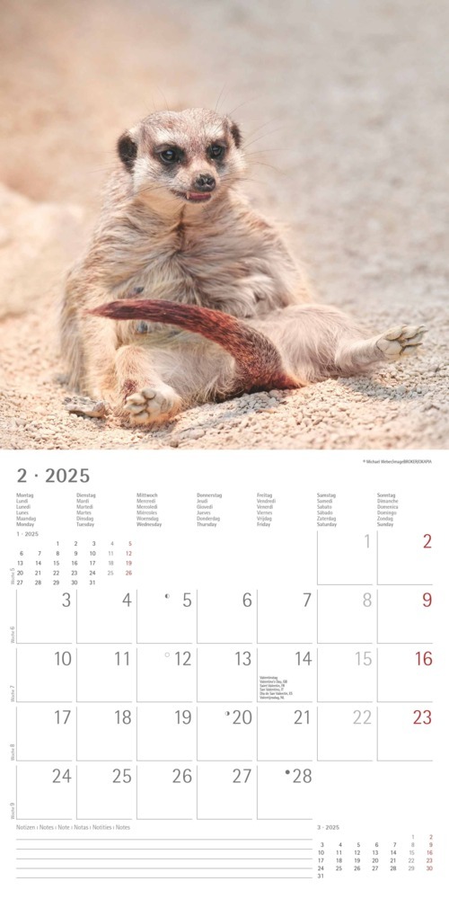 Bild: 4251732340742 | Alpha Edition - Erdmännchen 2025 Broschürenkalender, 30x30cm,...