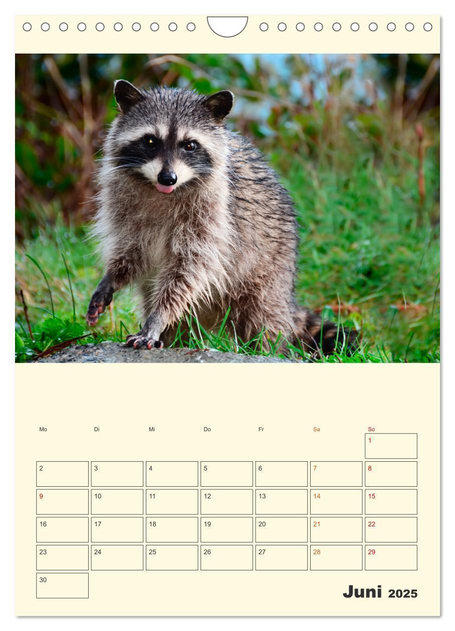 Bild: 9783435903825 | Drolliger Waschbär (Wandkalender 2025 DIN A4 hoch), CALVENDO...